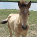 sora_foal.jpg