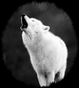 nikia.png