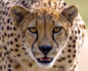 cheetah.png