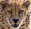 cheetah.png