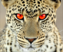 cheetah2.png