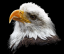 bald eagle.png