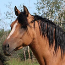 shetanae.png