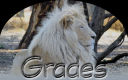 Lion.png