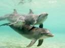 2-Bottlenose_Dolphins_Caribbean_Sea_Honduras.jpg