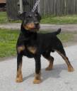 ball's dog.jpg
