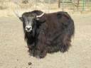 B shearing.jpg