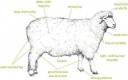 sheep.jpg