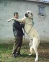 hunting dog.jpg