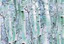 birch-winter.jpg