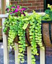 creeping jenny.jpeg