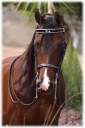 horse.jpg
