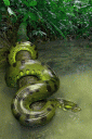 shossazul4.gif