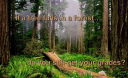 Forest-Grade.png