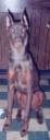 Libby the regal!.jpg