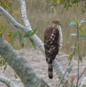 09.0108.hawk_450.jpg