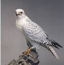 32_GYRFALCON2.JPG