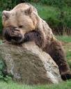 Brown-Bear.jpg