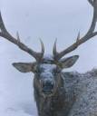 Elk Snow.jpg
