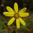 flower (1).jpg
