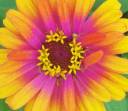 flower-yellow-purple.jpg