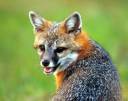gray-fox.jpg