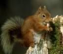 hamblin-mark-red-squirrel-summer-coat-scotland.jpg