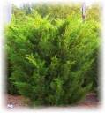 JuniperSeagreenPhoto,jpg.jpg