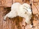mountain_goat.jpg
