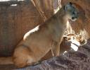 mountain-lion-cougar.jpg