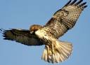 red-tailed-hawk_681_600x450.jpg