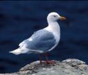 sea_gull_main.jpg