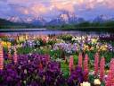 wildflowers.jpg