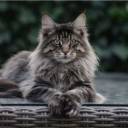 CATBANDIT04.256.771145.jpg