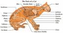 cat chart.jpg