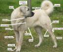 Dog chart.jpg