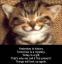 cute-kitten-smiling-inspirational-cat-saying-motivational-kitty-photo.jpg