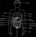 vitalorgans.jpg