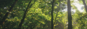 forest-jungle-leaves-6507_crop.png