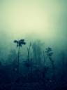 Jungle mist canopy.jpg