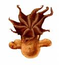 543px-Grimpoteuthis_umbellata.jpg