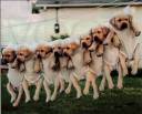 goldenpups.jpg