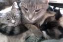 Kitties.jpg