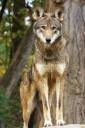 red wolfsmaller.jpg