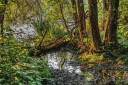 rsz_1swamp-2440663_960_720-2.jpg
