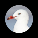 Silver Gull IMG_8795.png