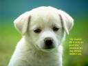 cute puppy.jpg