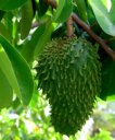 soursop.png