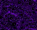 purple.jpg
