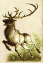 Maulhorn.png